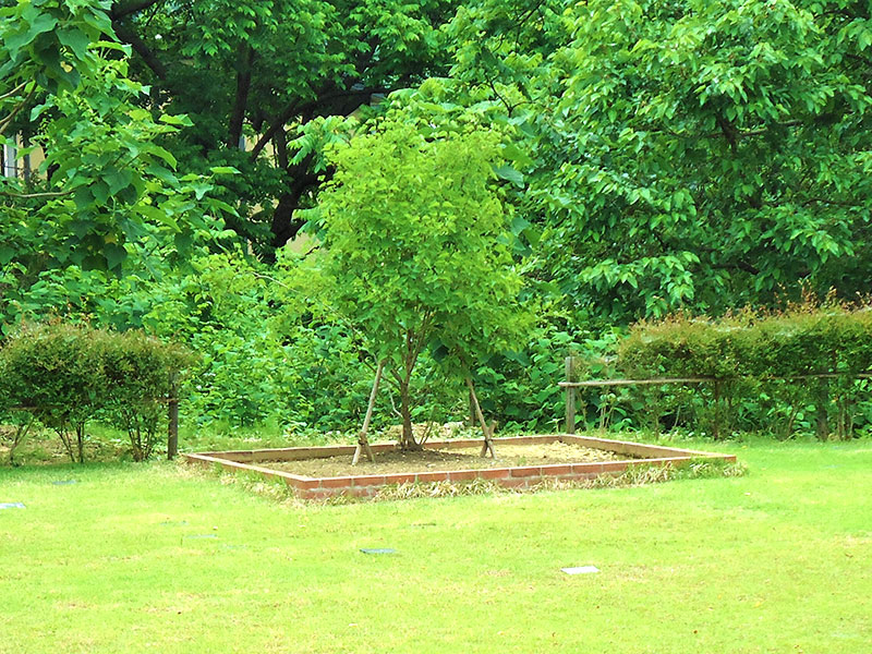 盛岡霊園の樹木葬