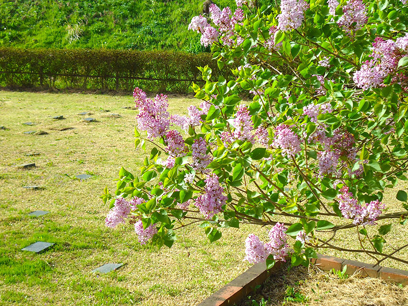盛岡霊園の樹木葬