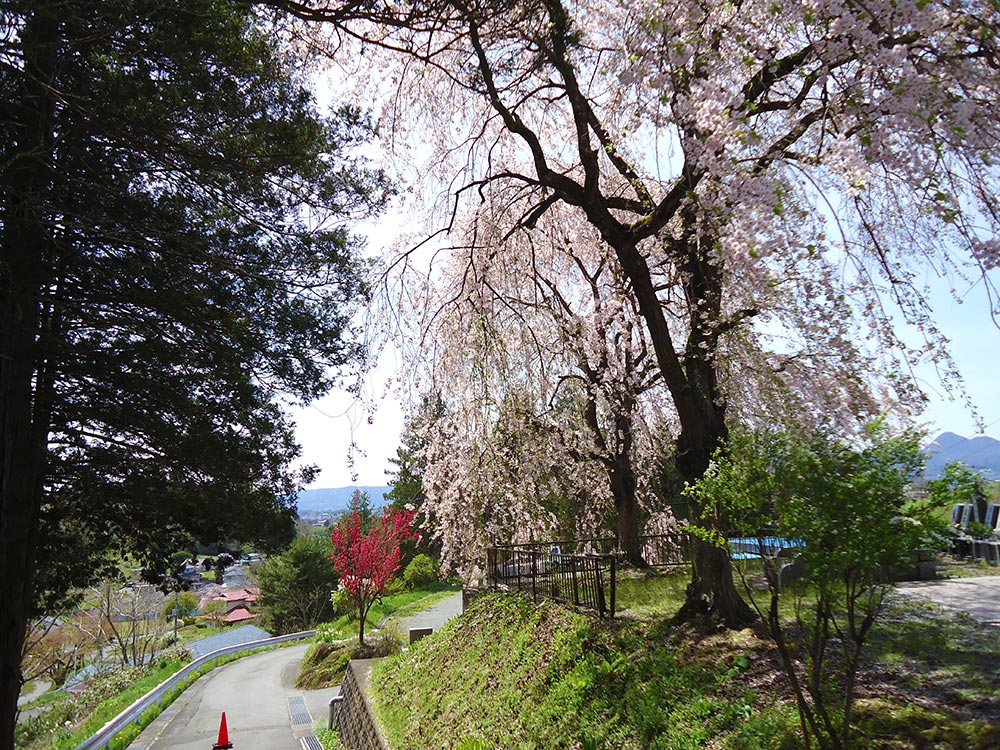 盛岡霊園内のしだれ桜